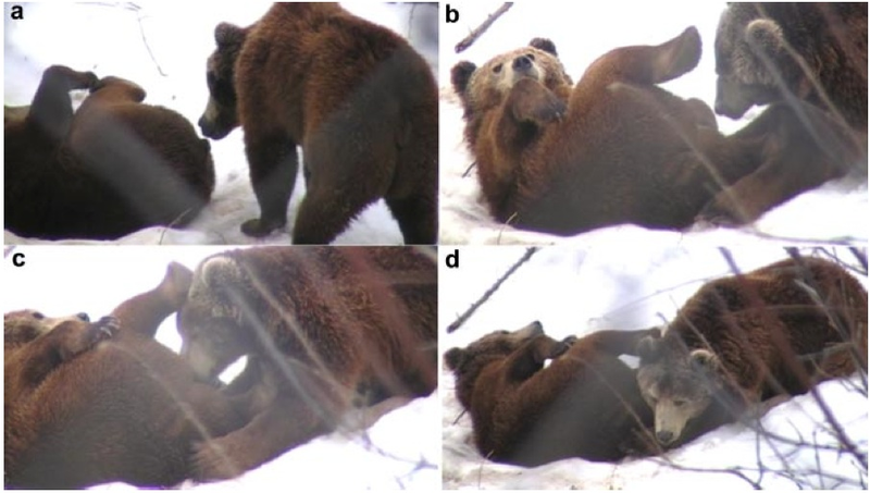 Illustration for article titled Why Are These Bears Having Oral Sex?